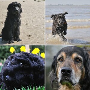 Hundstage