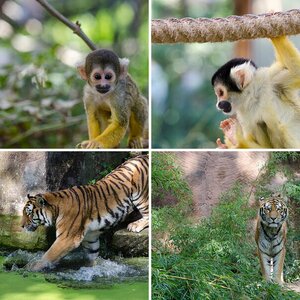 Nürnberger Tiergarten