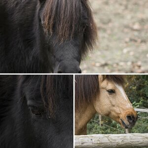 Ponys