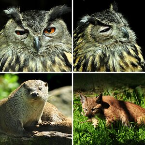 Wildpark Pforzheim