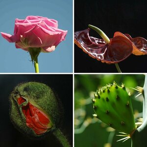 Blumen