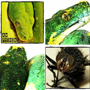 Morelia viridis