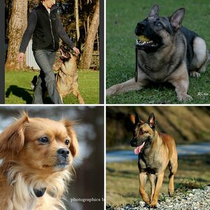 Meine Hunde