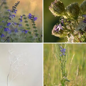 natur II