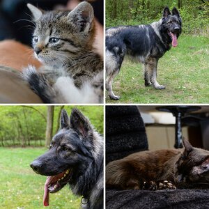 Katzen u. andere Haustiere