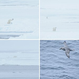 Spitzbergen III