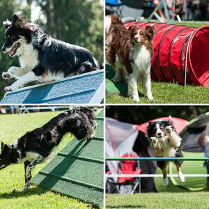 Hunde