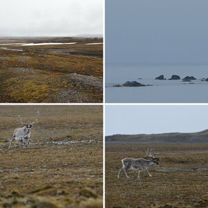 Spitzbergen IV