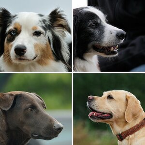Hundefotografentreffen 15.09.2012