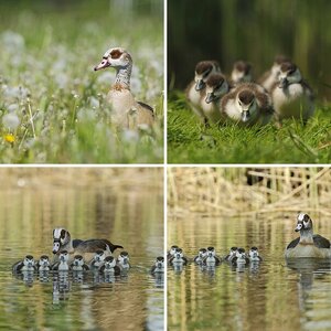 Nilgans Familie