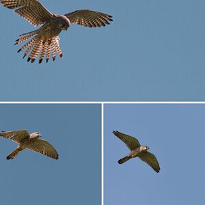 Vögel