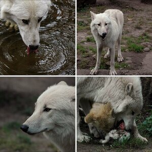 andere Tiere