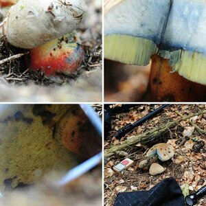 Pilze 2
