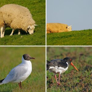 Texel 2011