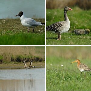 Texel