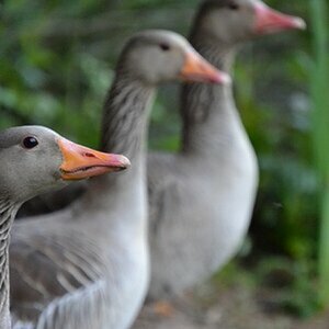 Bilder