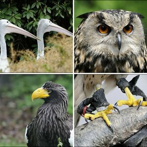 Nikontreff Vogelpark 2011