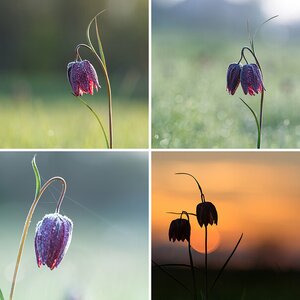 Schachbrettblumen