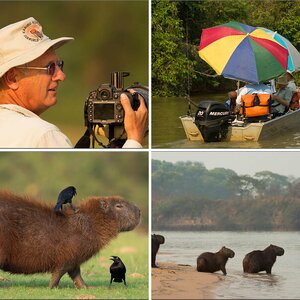 Pantanal 2012