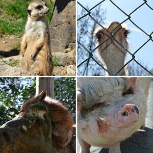 Opel Zoo