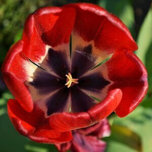 Blüten