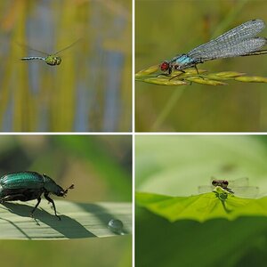 Insekten (4)