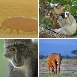 Kenia 2010