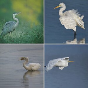 Wasservögel