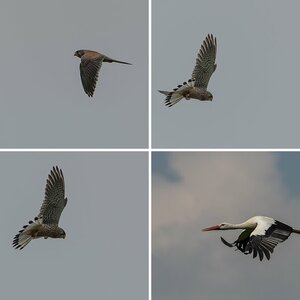 Vögel 2
