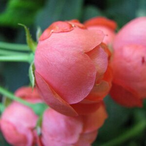 blume