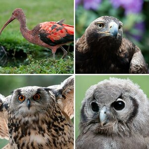 Vogelpark Walsrode 2011