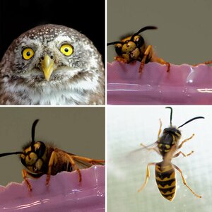 Tierbilder