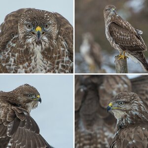 Bussard