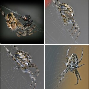 Spinne