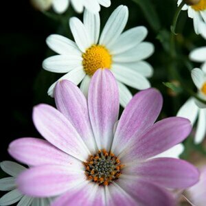 Blumen