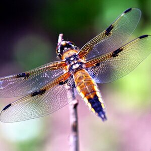 Vierflecklibelle