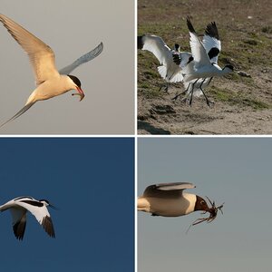 Eider-Sperrwerk