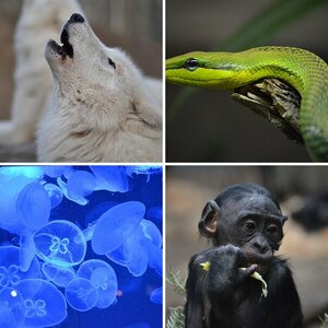 Zoo FRankfurt