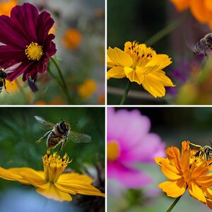 Blumen