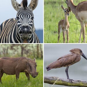 Wildlife