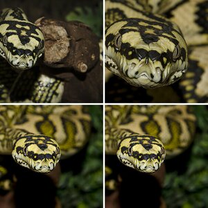 Morelia spilota DDJ