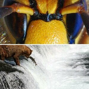 Wildlife