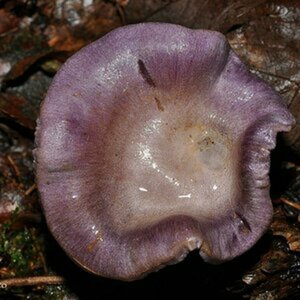 Pilze