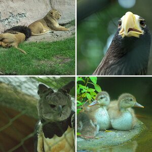 Tiergarten Nürnberg 08.06.13