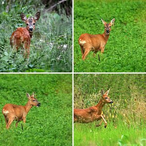 Wildlife-Säugetiere