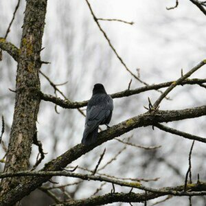 Tamron 70-300