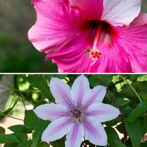 Blumen