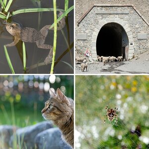 Tiere