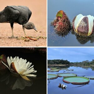 Guyana 4