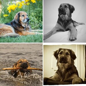Hunde